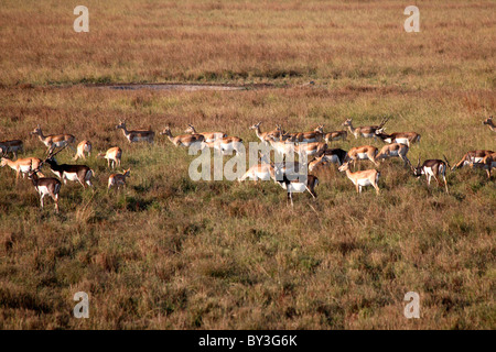 Black bucks en daim noir Parc National, Velavadar, Gujarat, Inde Banque D'Images