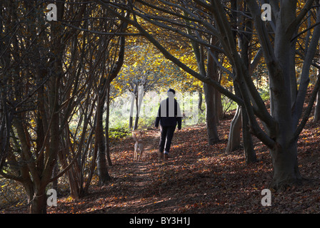 Un marcheur avec un chien en laisse dans Allington Hill Wood, Dorset, UK Octobre 2007 Banque D'Images