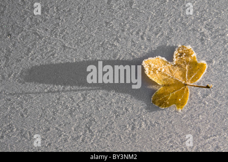 Feuille de gelée dans la neige durant un hiver glacial Banque D'Images