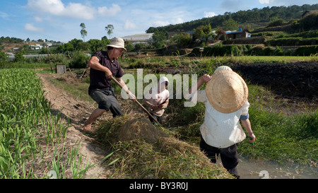 Les travailleurs agricoles dans la région de Dalat, Vietnam Banque D'Images