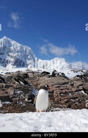 Manchots Pygoscelis papua à Jougla Point sur l'Île Goudier, Péninsule Antarctique, l'Antarctique Banque D'Images