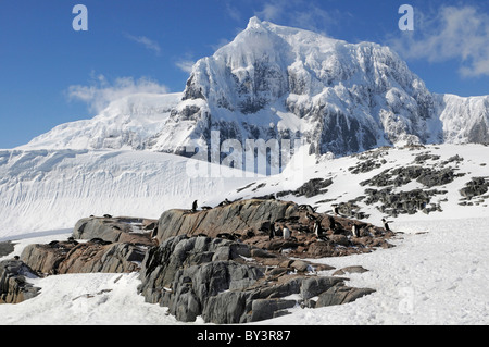 Manchots Pygoscelis papua à Jougla Point sur l'Île Goudier, Péninsule Antarctique, l'Antarctique Banque D'Images