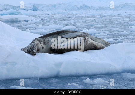 La mère et le bébé phoque léopard Hydruga leptonyx couché sur la banquise dans Lemaire chenal près de la péninsule Antarctique, l'Antarctique Banque D'Images