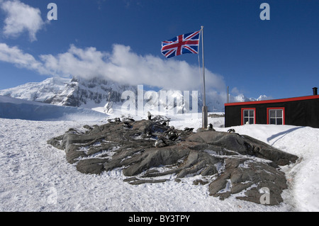 Manchots Pygoscelis papua et Station de recherche britannique sur l'Île Goudier Port Lockroy, Péninsule Antarctique, l'Antarctique Banque D'Images