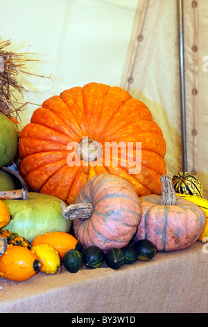 Un écran couleur de légumes d'automne de courges. Banque D'Images