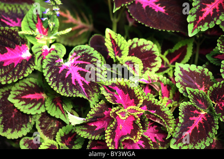 Plante avec feuilles rouges Coleus (peint) Ortie Banque D'Images