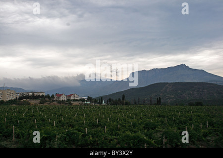 Collines de vignes dans l'Alushta, Crimea, Ukraine Banque D'Images