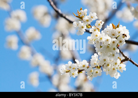 Fleurs de Printemps fleurs de cerisier sakura branch Banque D'Images
