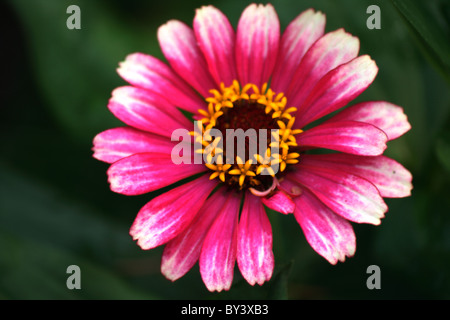 Fleur zinnia Banque D'Images