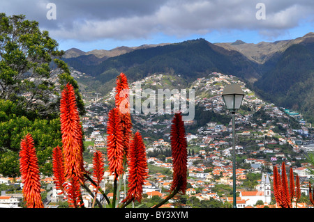 Madère, Portugal, Funchal, Aussicht vom Pico dos Barcelos 355 m, l'Aloès - blühend, Madeira, Portugal, Funchal Pico dos Barcelos v Banque D'Images