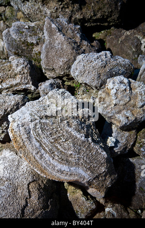 Les stromatolithes fossiles (France). Banque D'Images