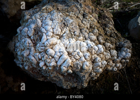 Les stromatolithes fossiles (France). Banque D'Images