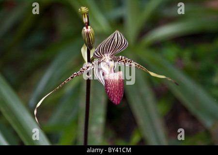 Rothschild's Slipper Orchid Banque D'Images