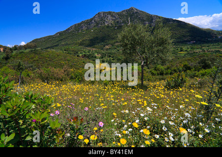 Paysage avec vue sur la montagne et les plantes vertes et fleurs Banque D'Images