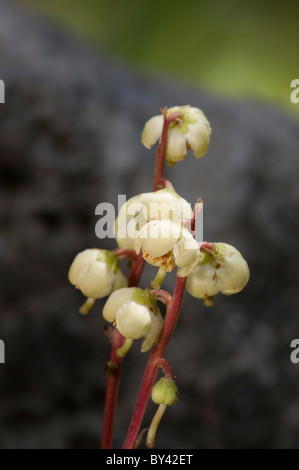 Pyrole à feuilles rondes (Pyrola rotundifolia) Banque D'Images