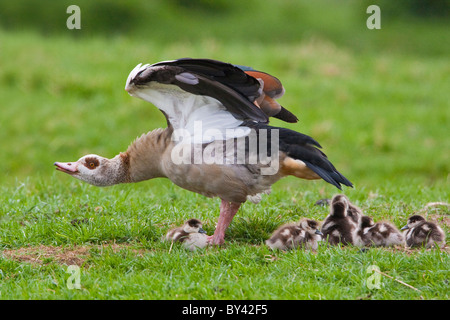 Egyptian goose femelle protégeant les poussins Banque D'Images