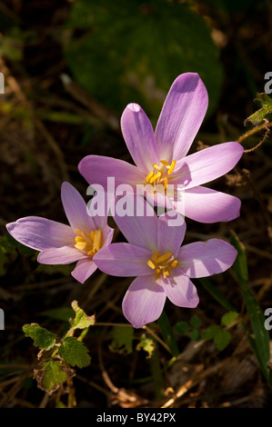 (Colchium autumnale Meadow Safran), fleur Banque D'Images