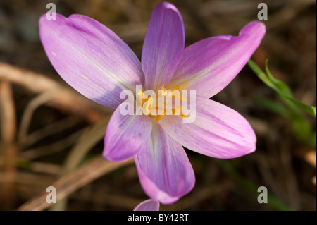 (Colchium autumnale Meadow Safran), fleur Banque D'Images