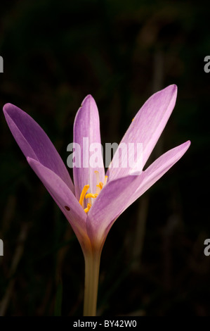 (Colchium autumnale Meadow Safran), fleur Banque D'Images