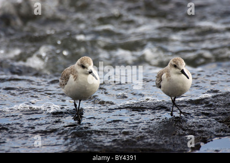 Deux oiseaux Bécasseau sanderling Calidris alba Santiago l'île des Galapagos Équateur Banque D'Images