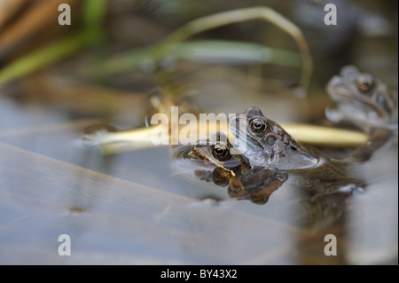 Grenouille rousse (Rana temporaria) paire l'accouplement à la surface de l'eau Banque D'Images