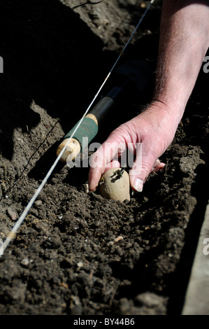 La plantation des pommes de terre de semence chitted jardinier avec string et truelle dans jardin préparé tranchée, Reading, Berkshire, Royaume-Uni Banque D'Images