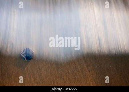 Entre shell vagues sur la plage Banque D'Images