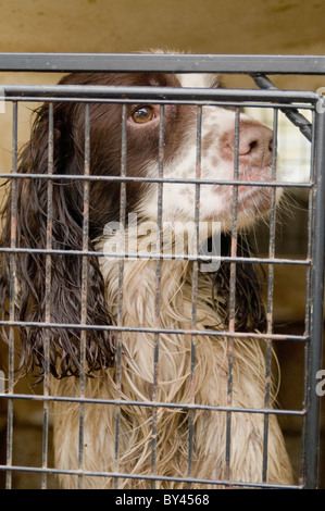 English Springer Spaniel assis derrière une cage de protection dans une voiture en attente d'être Banque D'Images