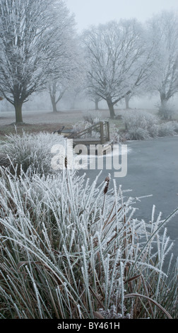 Lac gelé et couvert de givre roseaux - portrait d'une scène d'hiver Banque D'Images