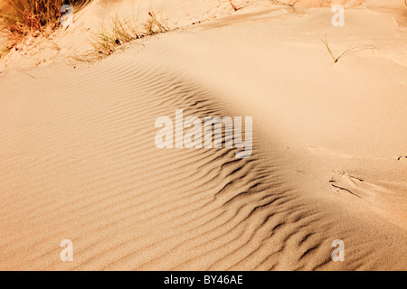 Vent des modes naturels de sable dans les dunes de sable sur la plage Llanddwyn. Banque D'Images
