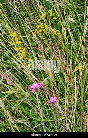 Nouveau-foin fauché, North Meadow Réserve naturelle nationale. La centaurée et plus chers le gaillet en fleur Banque D'Images