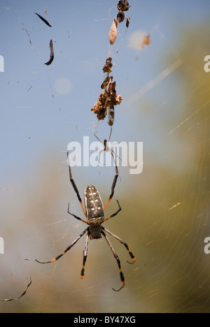 Golden Orb Spider et bébé Banque D'Images