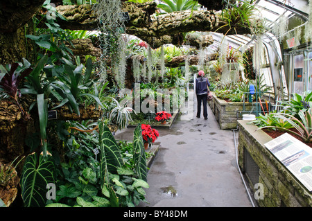 Jardin botanique plantes d'intérieur Montréal Canada // MONTRÉAL, Canada — le jardin botanique de Montréal, l'un des plus grands jardins botaniques d'intérieur au monde, offrant une gamme de différents environnements allant des orchidées aux épices en passant par les cactus. L'intérieur luxuriant présente une vie végétale diversifiée, y compris des plantes à grandes feuilles, de la mousse suspendue et des fleurs rouges vibrantes, le tout prospérant dans un cadre humide semblable à une serre. Banque D'Images