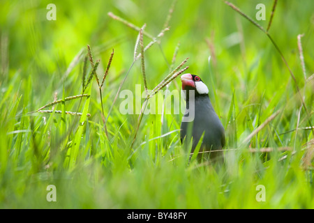 Sparrow (Lonchura oryzivora Java) se nourrir dans l'herbe. Banque D'Images