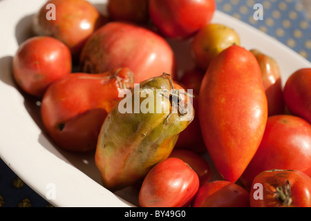 Assiette de tomates pourries Banque D'Images