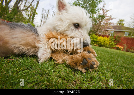 Un terrier West Highland et d'un caniche jouant dans le jardin Banque D'Images