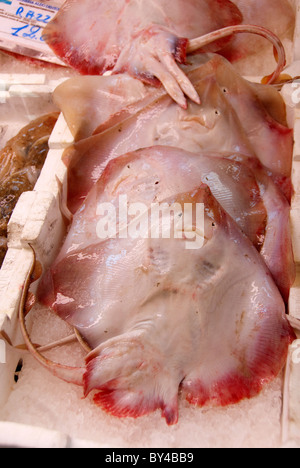 Dessous de la semi-transparente, Thornback ray en vente dans le marché au poisson de Livourne Livourne, également connu sous le nom de marché de produits frais Banque D'Images