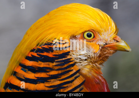 Gros plan détaillé de la tête et du haut du cou d'un faisan doré, présentant ses plumes de crête jaune vif, son plumage saisissant rayé orange et noir et son œil jaune vif avec une pupille foncée Banque D'Images