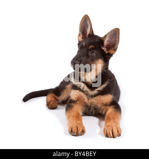 Un berger allemand de 11 semaines chiot chien couché Banque D'Images