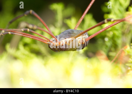 Anciennement Phalangida notes sont d'un ordre d'Arachnides communément appelé Harvestmen Banque D'Images