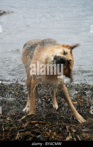 Un chien alsacien très humide sur un rivage shaking gouttelettes d'off Banque D'Images