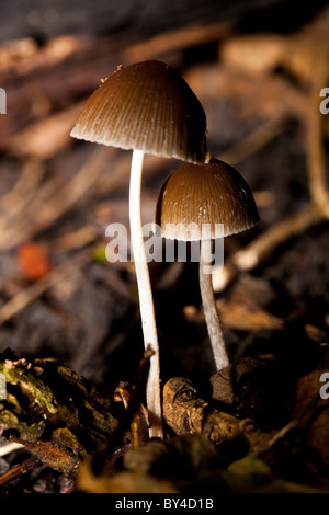 Bonnet Mycena arcangeliana anges Banque D'Images