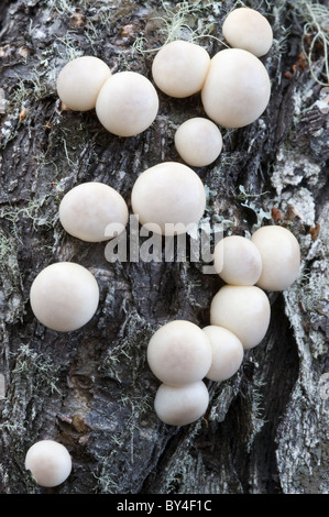 Lio Lio, Pan de Indio, pain indien (Cyttaria darwinii) champignon organe de fructification sur Nothofagus antarctica trunk Tierra del Fuego NP Banque D'Images