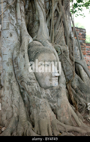 Des racines d'arbre enroulé autour de la statue de Bouddha Banque D'Images