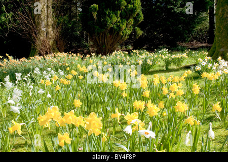 Les jonquilles & arbres Jardins de Threave Castle Douglas nr Dumfries & Galloway Scotlandhreave Banque D'Images