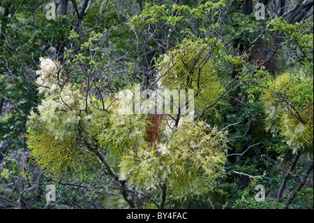 Farolito Chino, faux gui (Misodendrum punctulatum) se développe et fleurs à l'arbre Nothofagus Parque Nacional Tierra del Fuego Banque D'Images