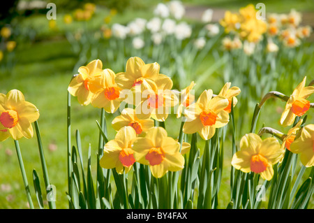 Les jonquilles Jardins de Threave Castle Douglas nr Dumfries et Galloway Ecosse Banque D'Images