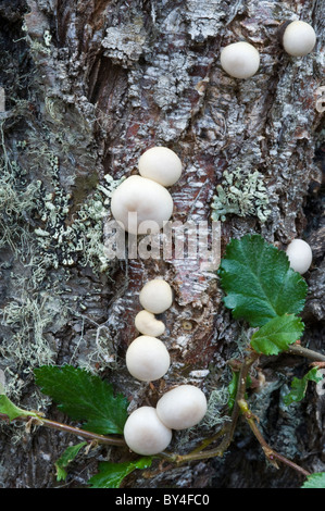 Lio Lio, Pan de Indio, pain indien (Cyttaria darwinii) champignon fruting chargé de Nothofagus antarctica trunk Tierra del Fuego Banque D'Images