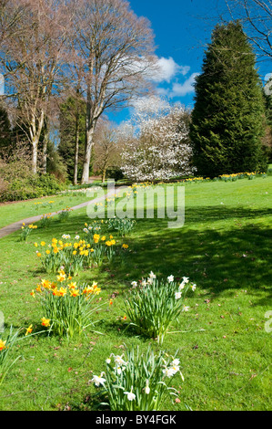 Les jonquilles, arbres et fleurs, jardins de Threave Castle Douglas nr Dumfries et Galloway Ecosse Banque D'Images