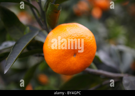 Orange Mandarine Banque D'Images